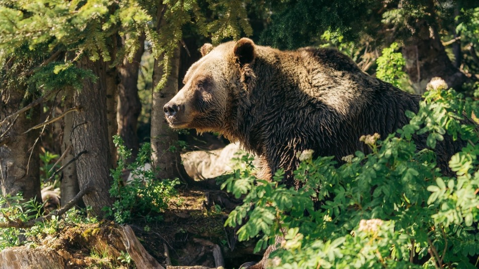 Grizzly bear at Grouse Mountain bear enclosure