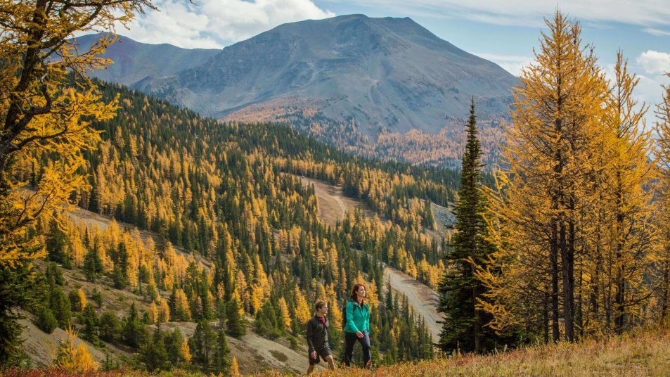 Hikers enjoy a walk through a forest of golden larches in Banff National Park in Autumn.