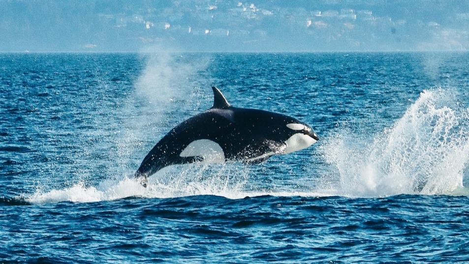 Orca breaching from ocean