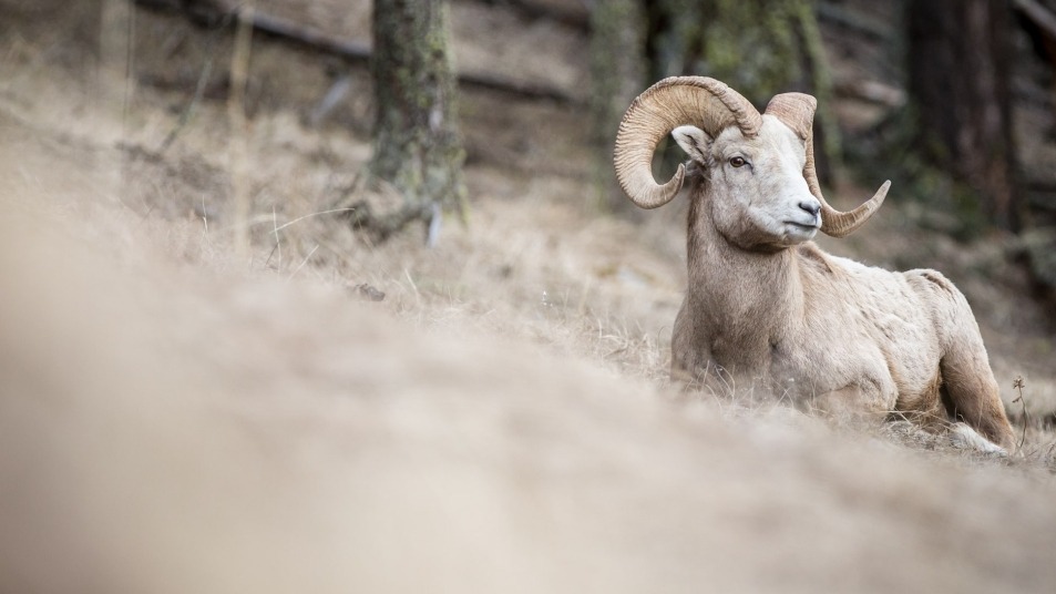 Bighorn Sheep seen on Rocky Mountaineer route
