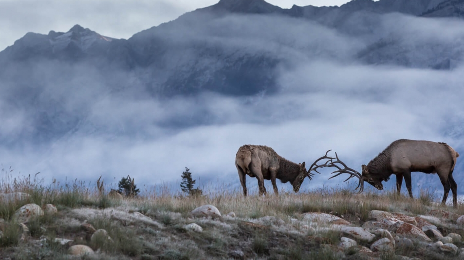 Two elk lock antlers in a misty, mountainous landscape in Autumn.