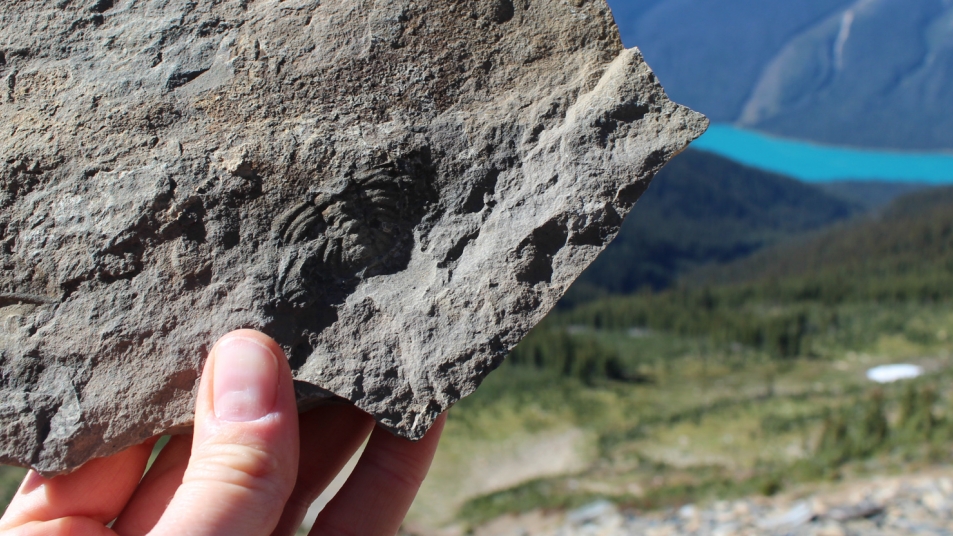 A close-up of Burgess Shale fossils with Yoho National Park in the background