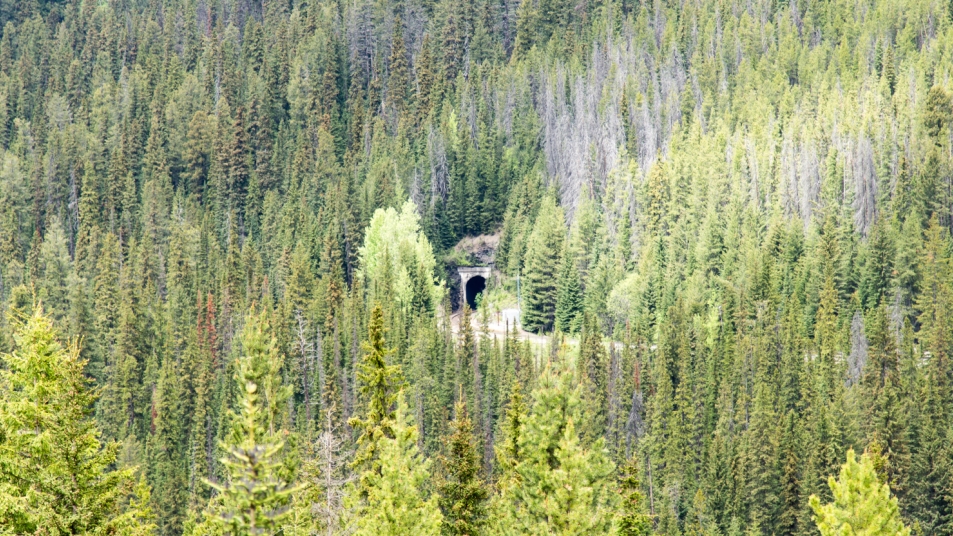 The historic Spiral Tunnels in a dense, green forest in Yoho National Park