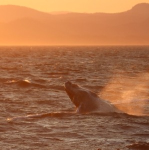 Whale breaching at sunset