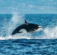 Orca breaching from ocean