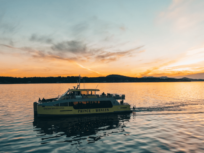 Prince of Whales whale watching tour at sunset
