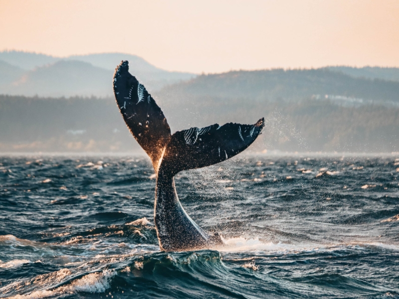 Photo of whale tail breaching the ocean