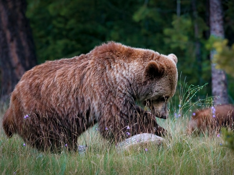 Bear
